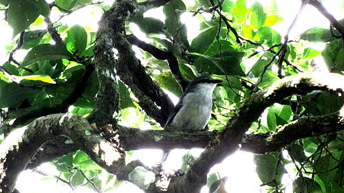 Mauritius cuckooshrike